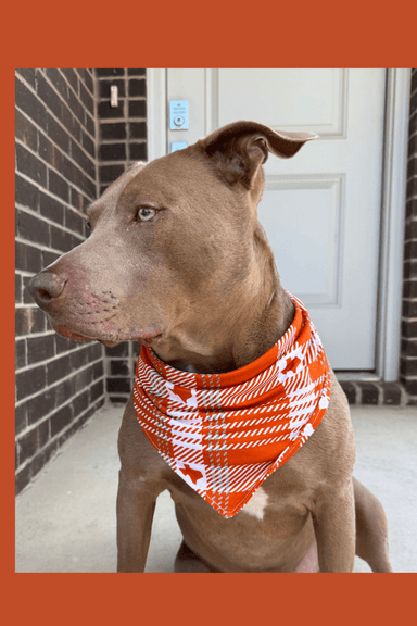 Texas Plaid Dog Bandana White and Burnt Orange - Beau Kisses